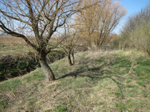 Maßnahmenfläche bei Altenau