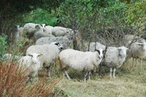 Schafbeweidung zur Förderung von Sandmagerrasen