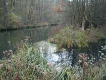 Spreewald